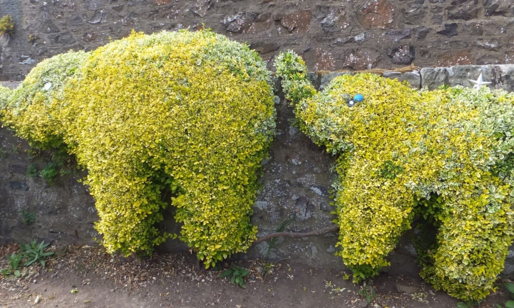 Elephant Topiary