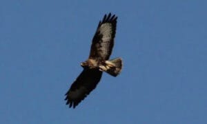 Buzzard