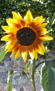 Sunflower8