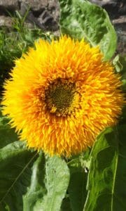 Sunflower9